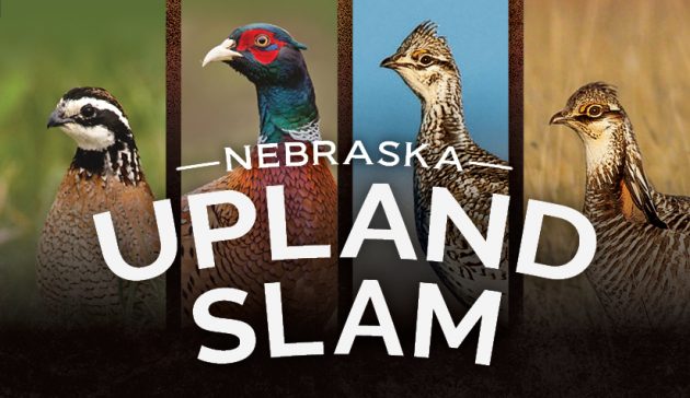 Nebraska invites hunters to upland bird hunting challenge