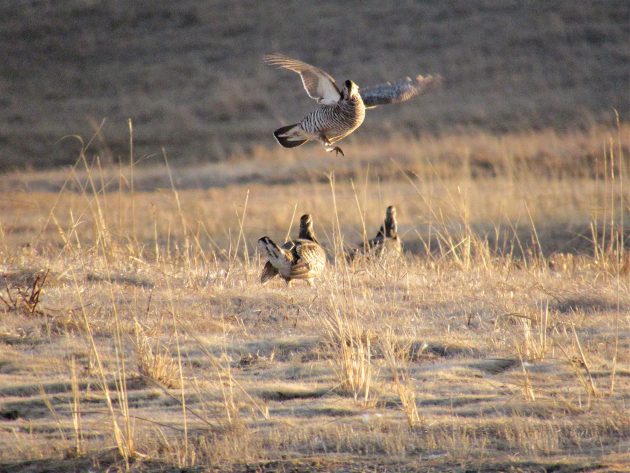 Little Grouse on the Prairie: A Feature on Nebraska's Native Grouse Species