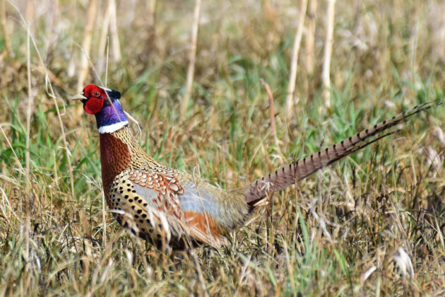 Recettes / Cuisine de chasse et pêche - Magazine Sentier Chasse-Pêche